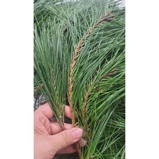 솔가지 솔잎 400g 생솔잎 소나무잎 솔잎순 솔잎차 자연산 국내산 토종, 1개