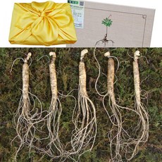 아리아리산삼 6년근 10뿌리 15뿌리 20뿌리 특상품7뿌리 산삼 산양삼 장뇌삼 산양산삼 설 추석 선물세트, 21g, 1개