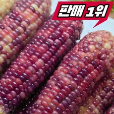 [26년첫수확특가] 특품 흑찰옥수수 국산 옥수수, 1박스, 5개 (특품)