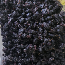 산지직송 2025 햇 오디 토종 과즙풍성 청일오디 청일뽕 생과급냉, 1개, 2kg