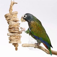 嘟嘟鳥寵物 JAVA WOOD 天然風味夾心餅 啃咬玩具 鸚鵡玩具, 大號/L, 1個