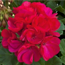 어린모종 조날 제라늄 영양계 8cm분, 1개