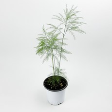 글라스가든 아스파라거스 비르가투스 소품 음지 반음지 수경재배 수중 실내공기정화 키우기 쉬운 식물 키우기, 1개