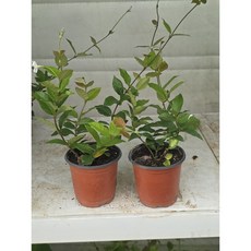 1+1 백화등 야생화 추위에 강한식물 반려식물 공기정화 에이피팩토리, 1개