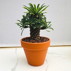 괴마옥 농장직송 산아래 다육이 생명력최고 키우기쉬운 공기정화 전자파차단 하월시아 다육 식물 선인장, 1개, 럭셔리