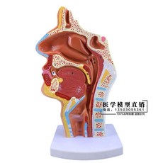 비강 구강 비인두 식도 해부학 인체 보건 모형 사람 교육 후두 의사국시 구조 구인두, A. 정상 비강 라벨의 디지털 모델