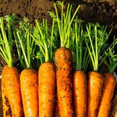 국내산 당근 흙당근 / 5kg / 상 ths*902ZG