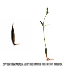 피그미 맹그로브, 1개