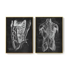 인간의 해부학 포스터, 40x50cm 프레임 없음, 두 장의 사진