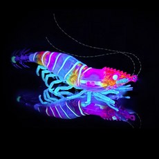 [스매쉬] 이카엣지 리얼새우 쉬림프 80mm 쭈꾸미 갑오징어 한치, 13 리얼 수박 새우, 1개