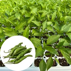 새마을총각 꽈리고추모종, 2개