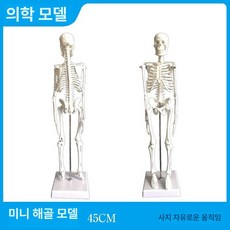 인체모형 해부학 뼈 골격 실습 해골 작은 교육용 미니 전신, 45cm 해골 모형