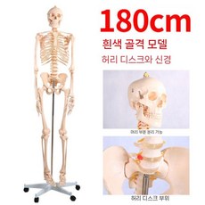 170cm 신체모형 성인 뼈모형 척추 대형 표본, 180 CM화이트