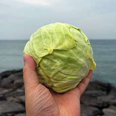 제주 미니 양배추 제주양배추 제주도양배추 생 양배추 생채 속편한음식, 5kg, 1개