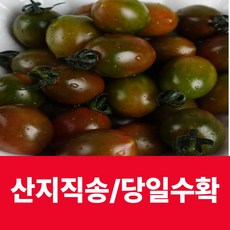 산지직송 흑대추 방울토마토 국내산 흙대추, 1박스, 500g