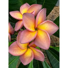 【花痴植人】 水壩Pa Sak Jolasid Dam 雞蛋花, 1個, 圖示大小扦插穩根苗