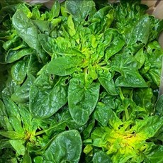 섬초 시금치 선별 신선채소 제철농산물, 500g, 1박스