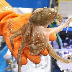 [당일조업] 서해안 태안 활 쭈꾸미 알배기 알쭈꾸미 급냉, 1개, 활쭈꾸미 1kg