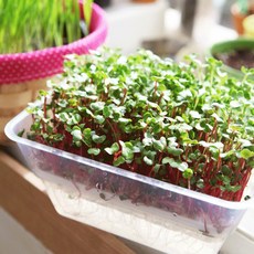 세경팜 미니새싹재배세트 새싹재배기 무순 적무, 5개