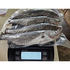 완도 자연산 농어 껄떡이 생물기준1Kg(2~3마리)마리당 30~40cm 전후+구이용전어 1팩(500g 이상)증정, 마리당300~500g전후, 2개