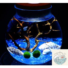우솝상점 마리모 키우기 LED 코르크 유리병 12x13cm 선물용 반려식물 수경재배