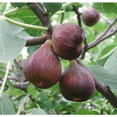 [나무의모든것] 무화과나무묘목 1-3년생 뿌리/포트