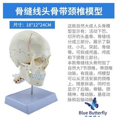 두개골 모형 실습 교육 교구 뇌 모델 해골 인체 해부학, F. 자궁 경부 척추와 뼈 봉합 두개골, 1개