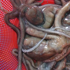 [국내산] 낙지1kg /활낙지 /7마리내외 /100%자연산, 1