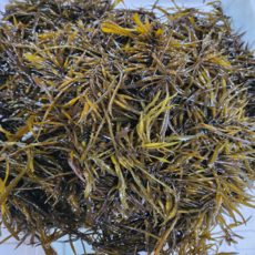 홍지수산 싱싱 해조류 생톳 파래 곰피 물미역 매생이(냉동), 1개, 생톳500g, 500g