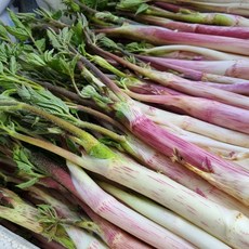 정직한농장 산지직송 백미향 눈꽃 땅두릅 햇두릅 산나물, 300g, 1세트