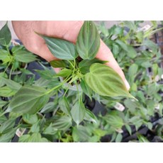 熊貓購物 花葉蔓綠絨 花葉毛炳蔓綠蓉 貓咪玩具 寵物互動 紓壓解悶 安全無毒, 1個, 1.7吋兩芽以上