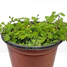 꽃사랑식물나라 좀넝쿨고사리 덩굴형 고사리 반그늘 식물 자연감성 화초 테라리움 정원 식물, 1개