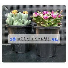 다육이 초보도 쉽게 키울수 있는 하특축전 +핑크취설송