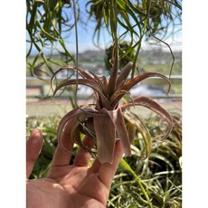 空氣鳳梨 顯色系空鳳 電捲品種 室內植物, 1個, 電捲（中）