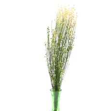 [데코몰] 프리저브드 린 플라워 미니, 화이트/그린