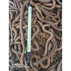 굵은 말지렁이 민물 장어낚시 대물미끼, 1개, 1L, 55마리