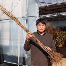 헛개나무 묘목 2년생 뿌리 지구자 약용수 특용수 원예 가든, 1개