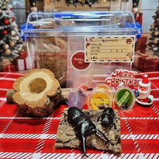 루나벅스 크리스마스 아이선물 넓적사슴벌레 한쌍 키우기 사육세트, 1개, 중형