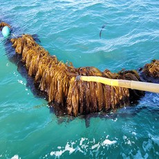 당일작업 식감좋은 생물 곰피 생곰피 곰피미역 1kg/2kg/4kg, 생곰피 2kg, 1개