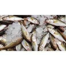 [위생안심] 원산지 국내산 급냉 도루묵 암수알배기 랜덤, 1개, [청년인증]동해도루묵500g