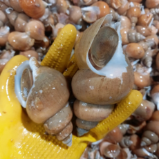 포항 활 백골뱅이 당일바리 백고동, 1개, 소 1kg (50미 내외)