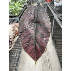 霏霏園藝 汶萊新星 觀葉植物, 1個