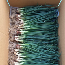 국내산 쪽파 흙쪽파, 1개, 5kg