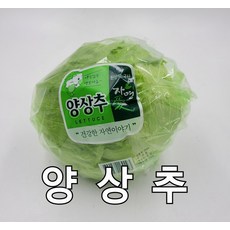 양상추 국산 아삭한 양상추 1통 야채맘, 1개