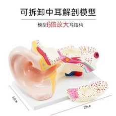 관절 모형 인체 구조 인대 뼈 정형외과 모델 해부학, 귀 해부 모델