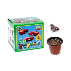 세트 키트 관찰 교구 재배 가드닝 모종 학습용 식물 체험 강낭콩 농사 12개 키우기 어린이, 단품