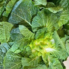 [제철특가]산지직송 싱싱하고 달큰아삭한 진도 봄동, 1박스, 1kg