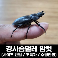 걍사슴벌레 암컷 / 30mm 이상 랜덤 / 수량한정, 1개