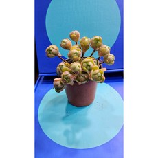 팅커벨 아도데스