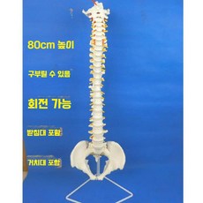 척추 모형 인체 요추 골반 대퇴골 뼈모형 병원 모델 교육용, 1개, 5. 골반 포함 구부림 회전 변위 가능
